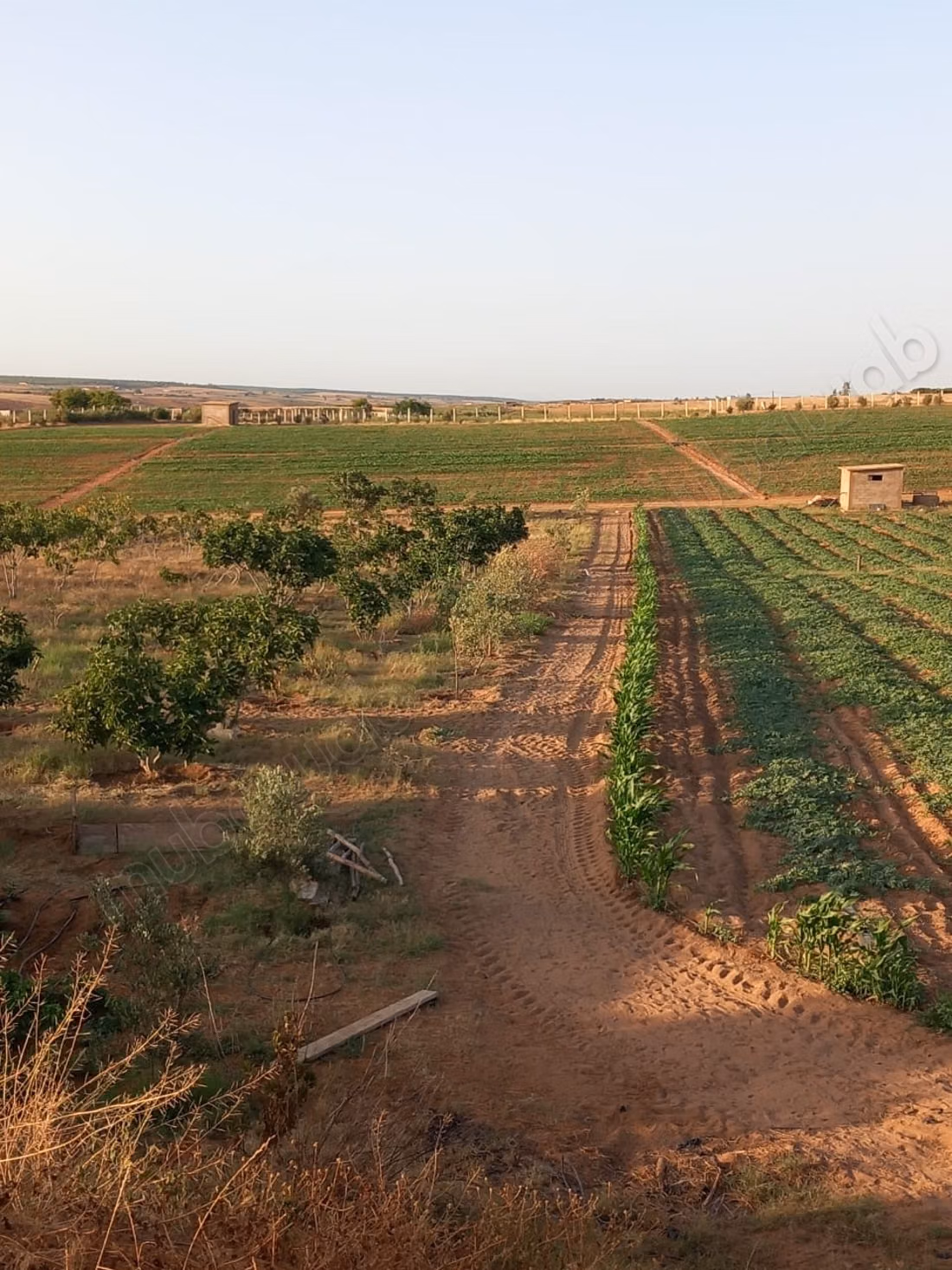 Purchase of land in Tifelt. Area 100,000 m²
