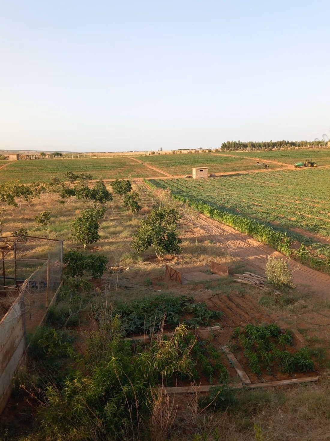 Purchase of land in Tifelt. Area 100,000 m²