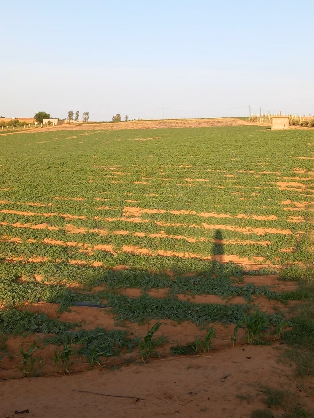 Purchase of land in Tifelt. Area 100,000 m²