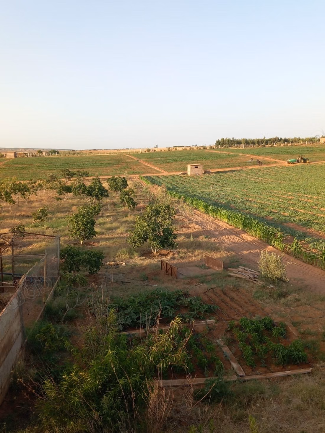 Purchase of land in Tifelt. Area 100,000 m²