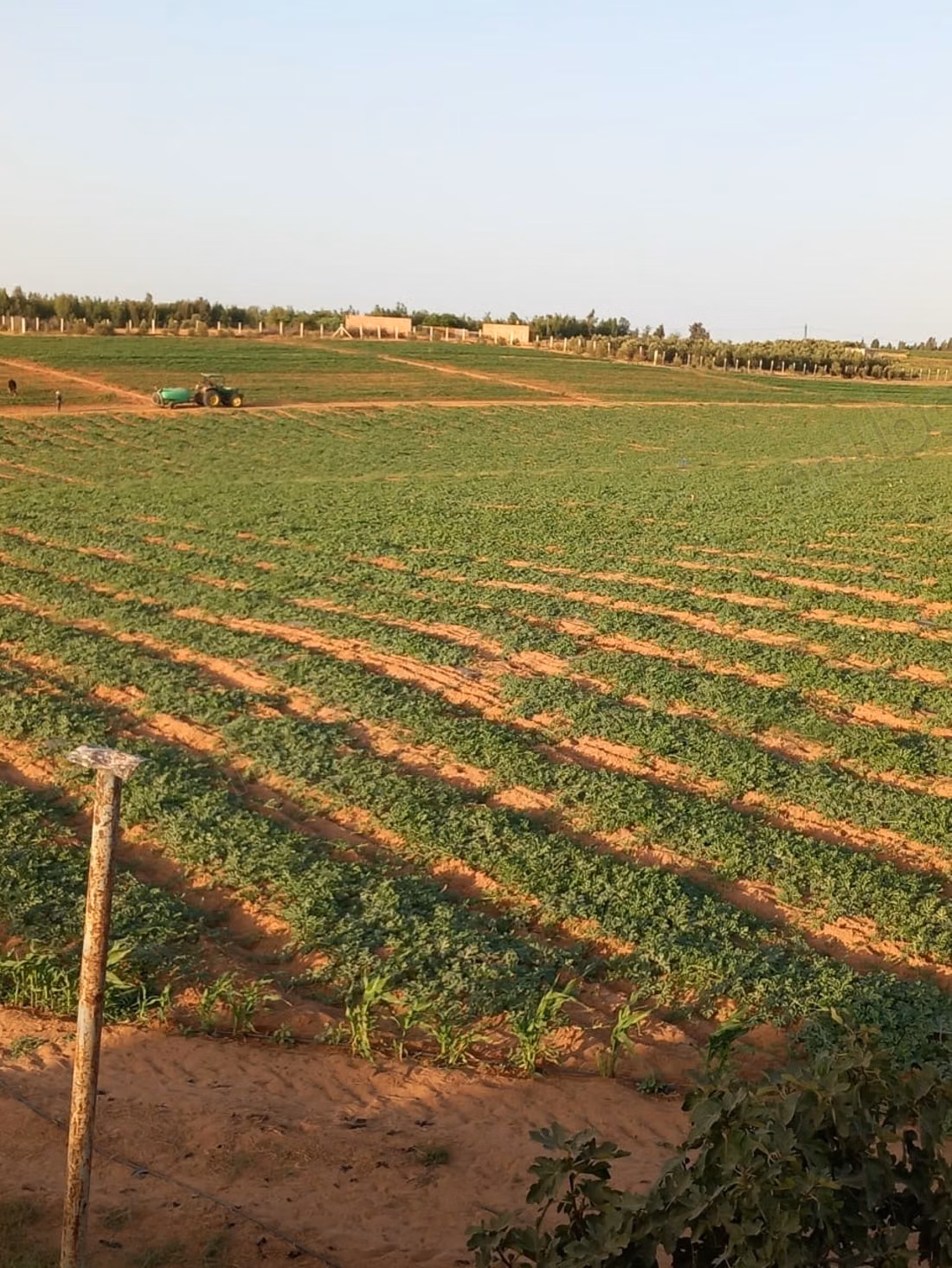 Purchase of land in Tifelt. Area 100,000 m²