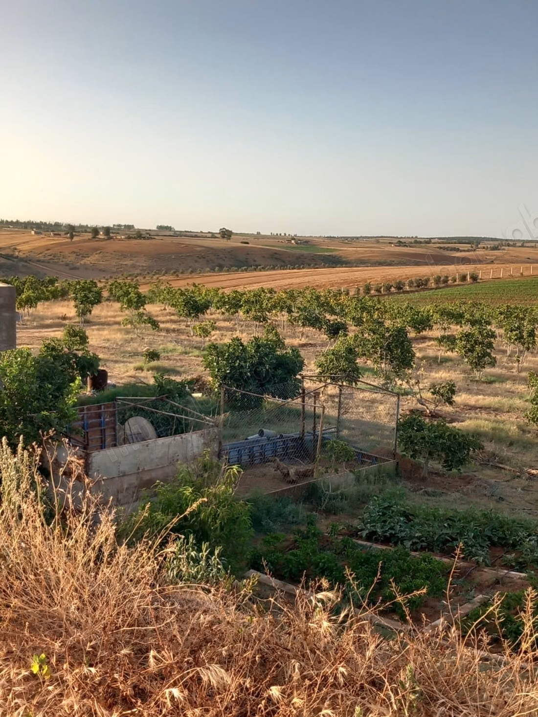 Purchase of land in Tifelt. Area 100,000 m²