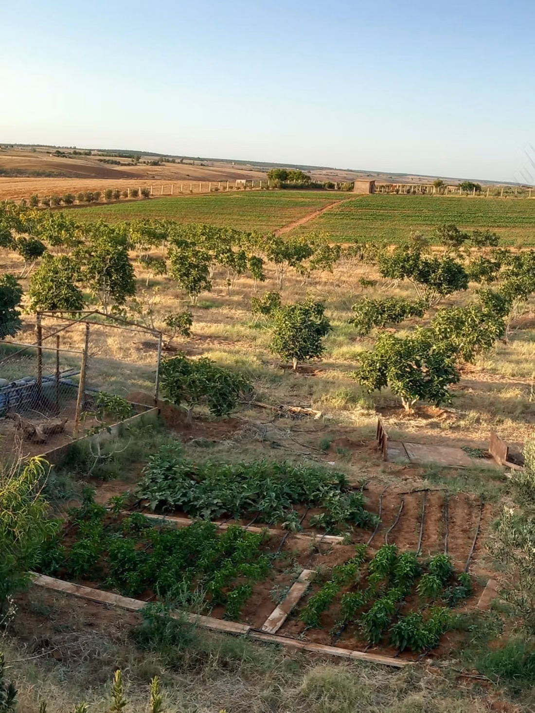 Purchase of land in Tifelt. Area 100,000 m²