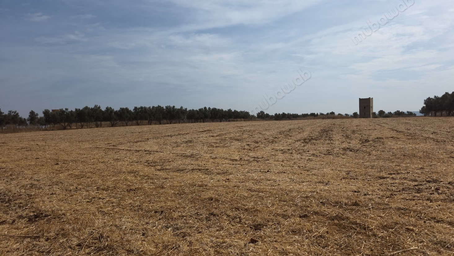 Farm 3 ha ribaa sidi yahya zair