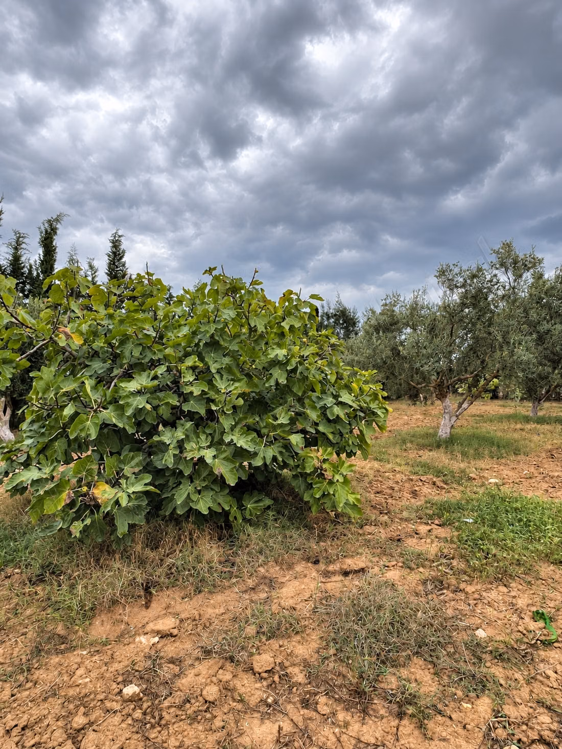 In vendita - terreno agricolo ad Azmour, Kélibia
