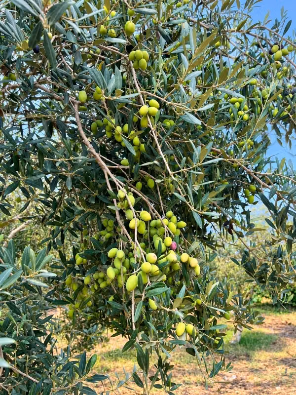 In vendita - terreno agricolo ad Azmour, Kélibia