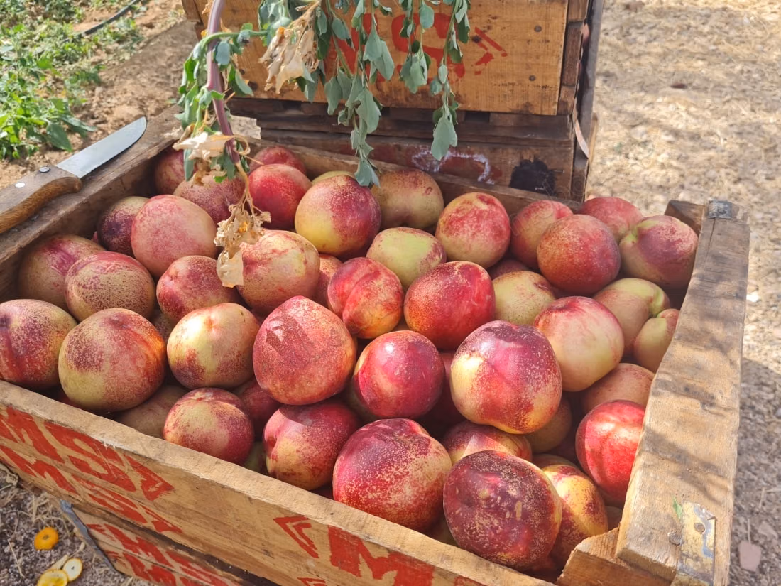 Ferme titree 6ha mhaya route meknes 4000 arbres