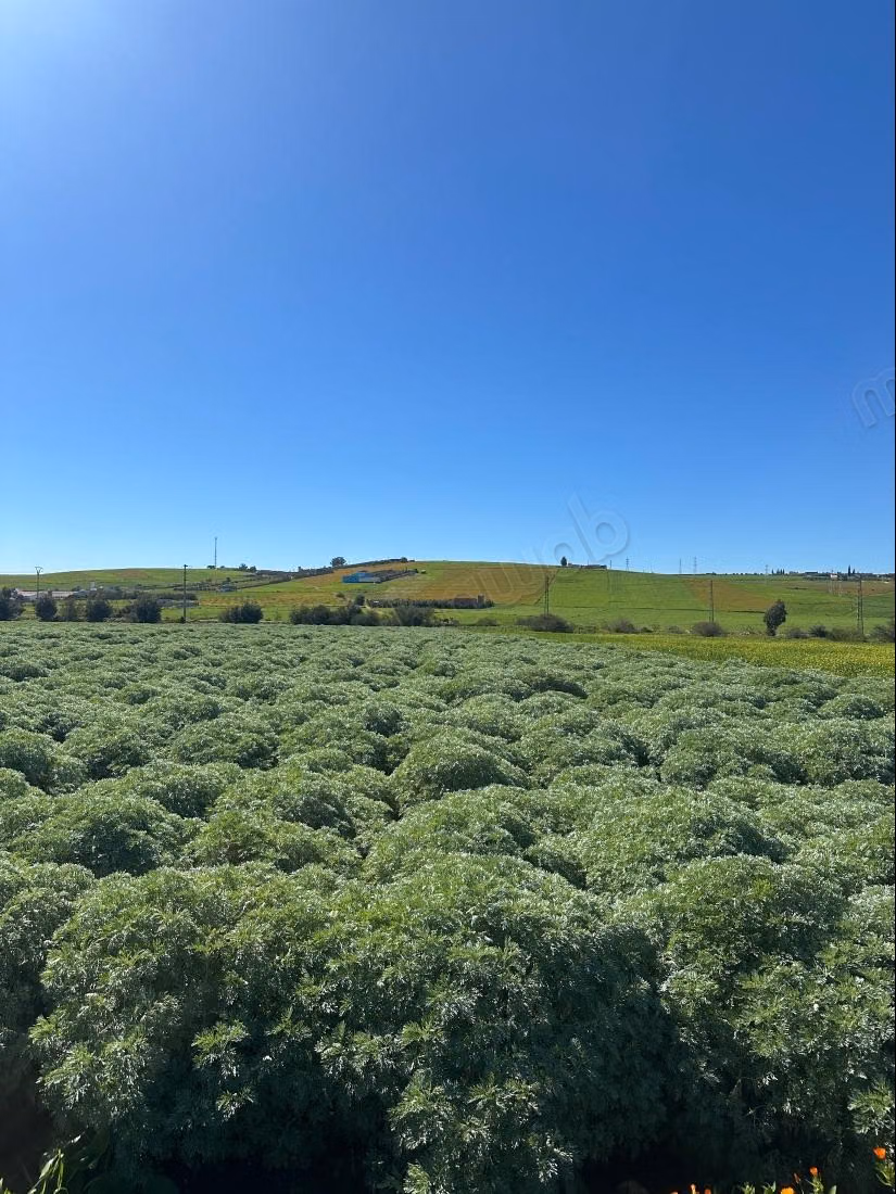 14 280 m2 de terreno agrícola a 10 km de Settat, equipado con pozos, energía solar y riego por goteo