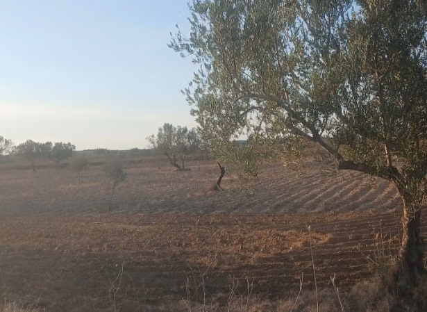 Vente de terrain à Route Teniour. 
Surface de 40000 m²