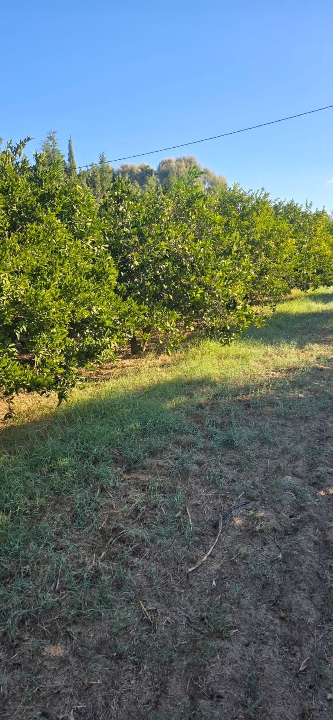 Ferme à vendre. Surface de 12500 m²