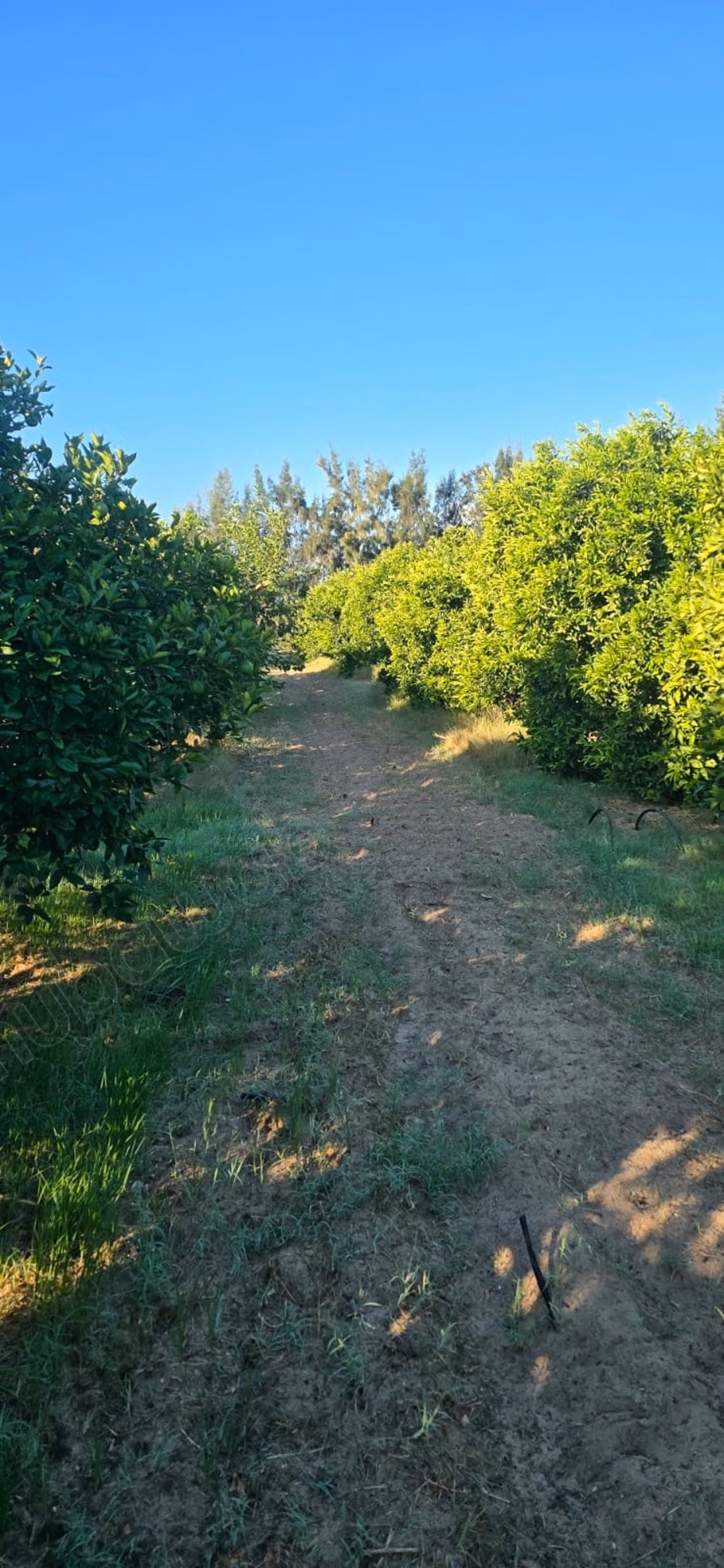 Ferme à vendre. Surface de 12500 m²