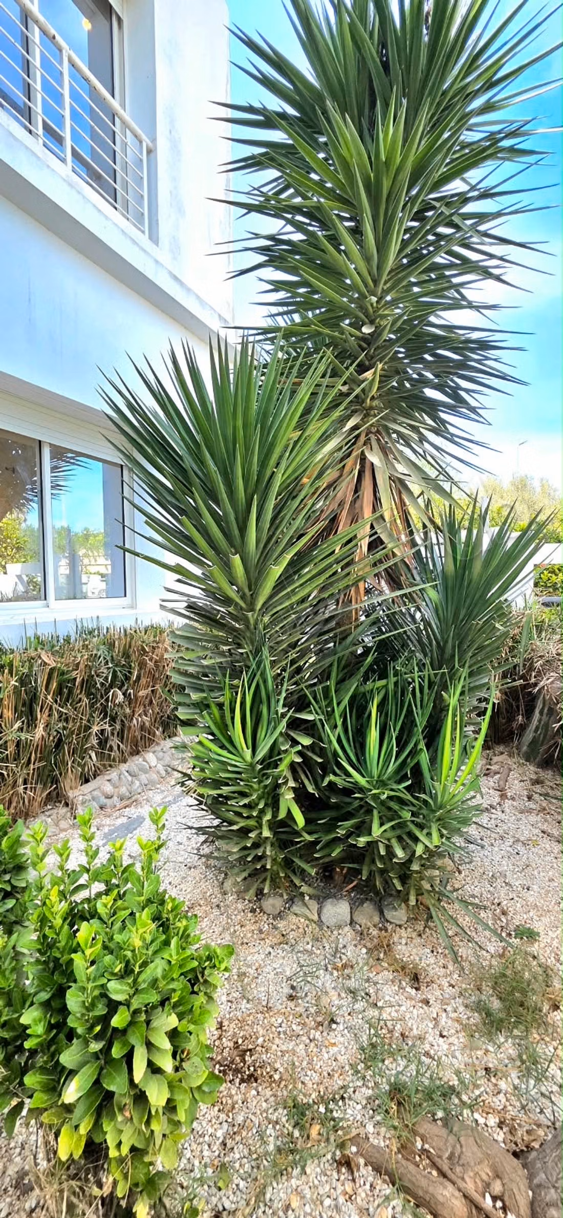 Empty villa for rent in Tamaris