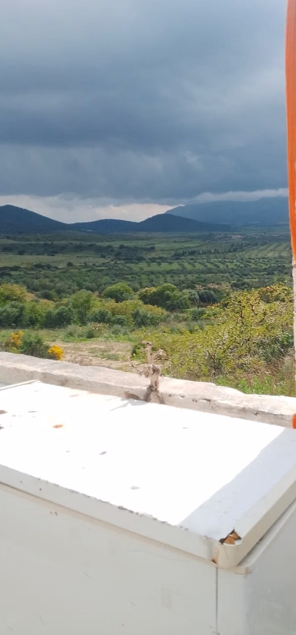 Ferme olives de 15 h sur une vue de lac