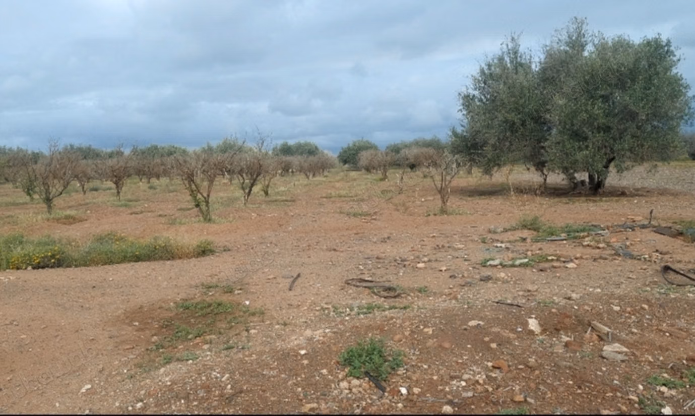 Terrain en vente à Azzouzia. 
Surface totale 140000 m²
