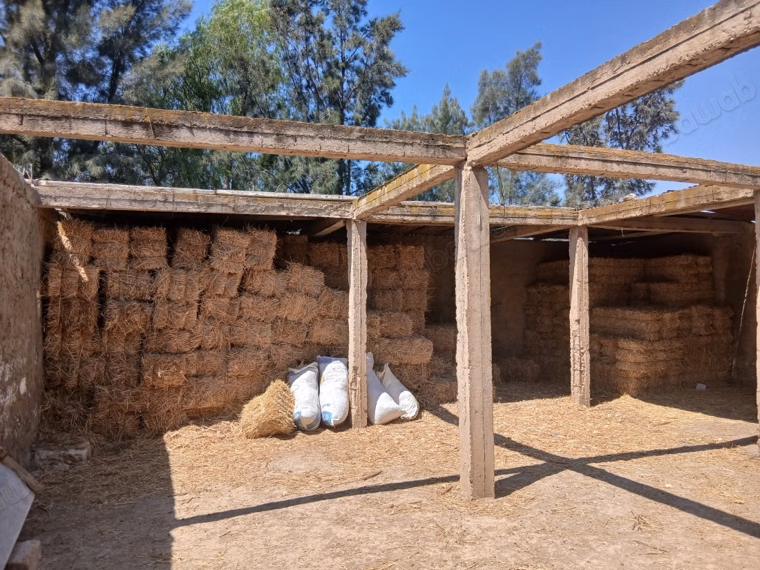 Ferme oléicole avec 1 500 oliviers à vendre à El Fahs