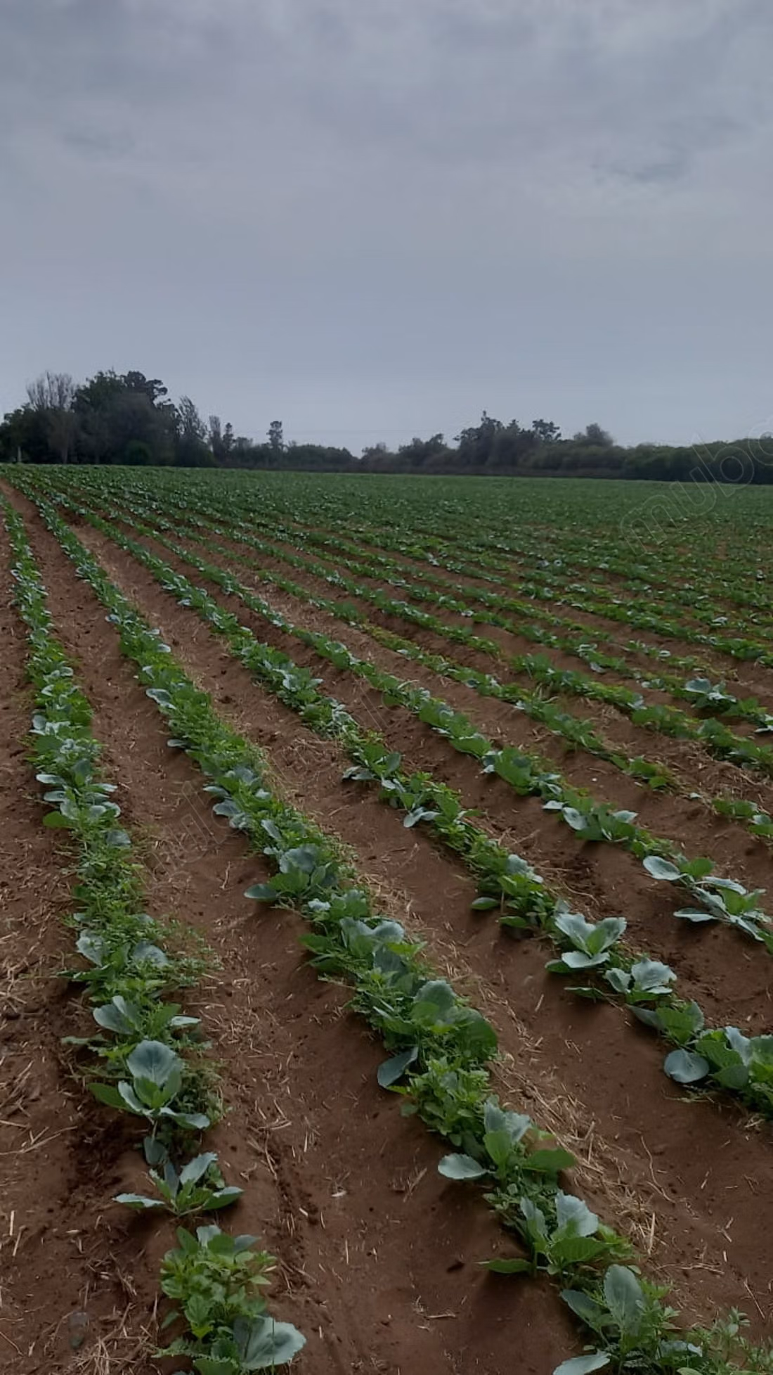 Ferme titré, à proximité d'Ola Blanca 3 sur la route d'azemour
