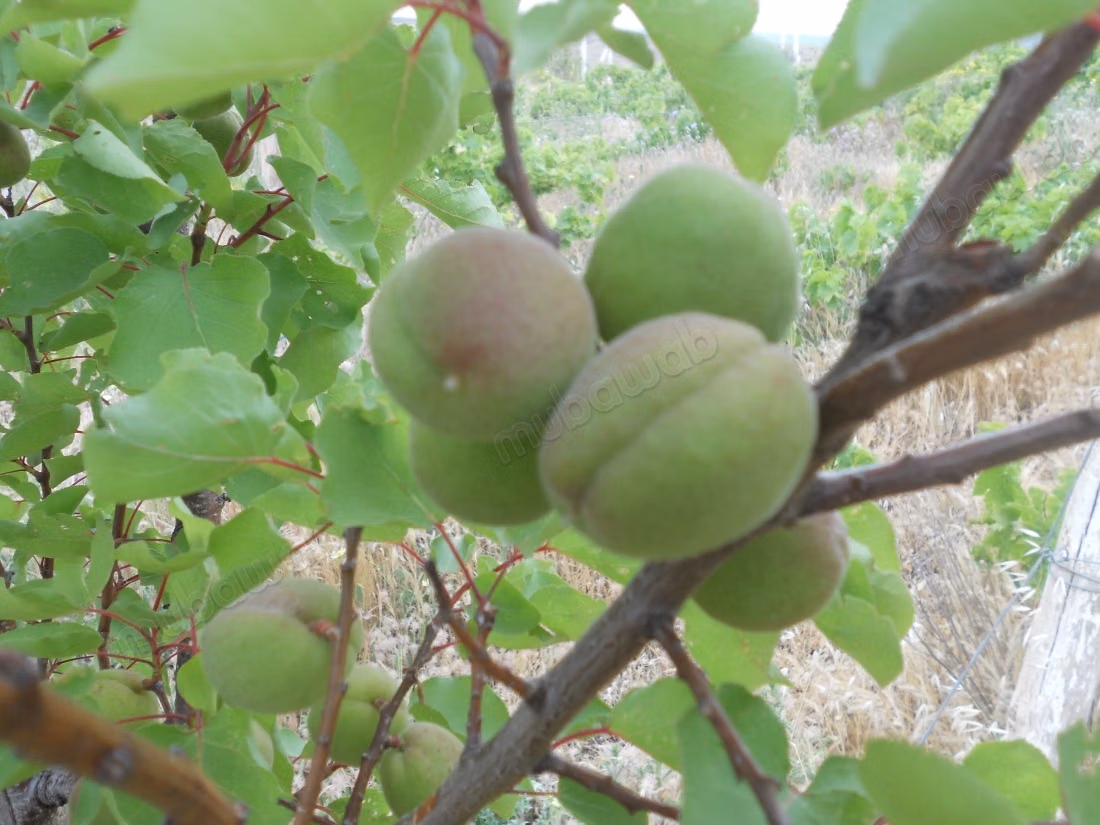 A vendre: superbe villa avec piscin /Agricole
