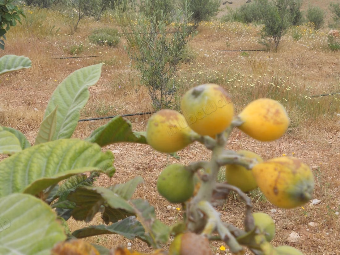A vendre: superbe villa avec piscin /Agricole