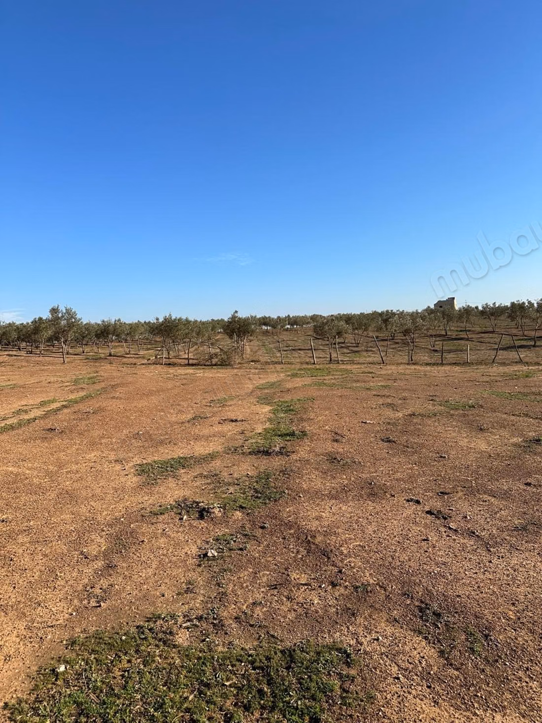 Ferme titrée de 7,09 hectares à vendre – Sidi Yahya Zaer