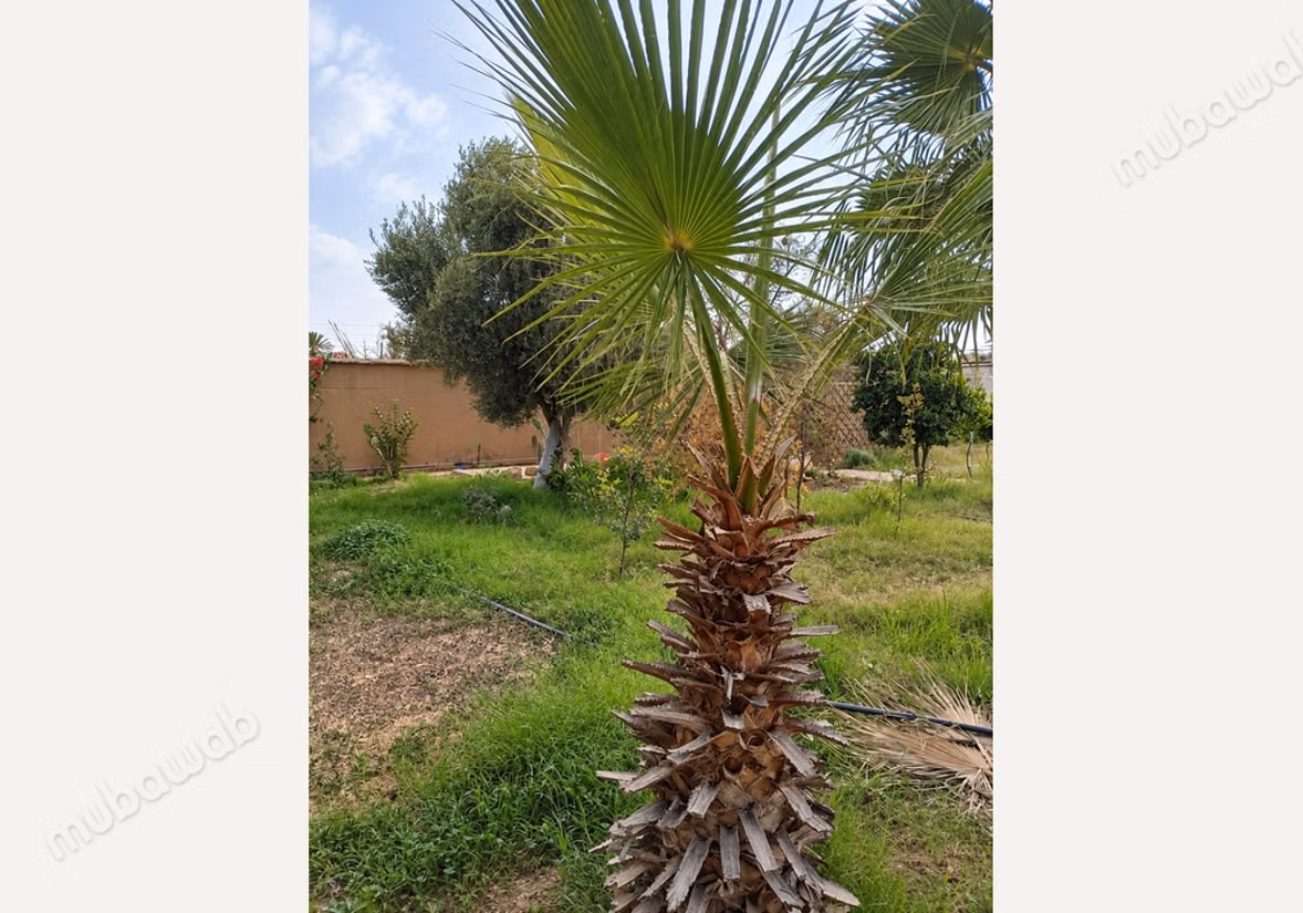 À vendre Riad avec beau jardin