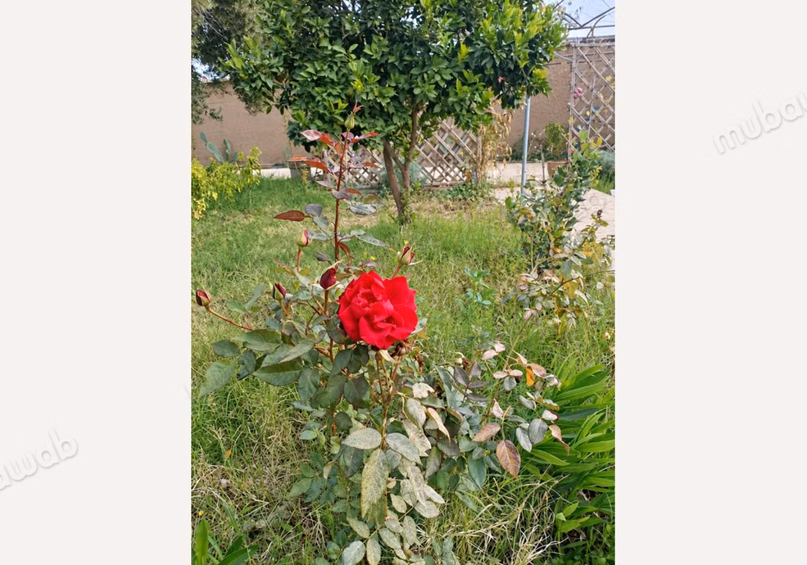 À vendre Riad avec beau jardin