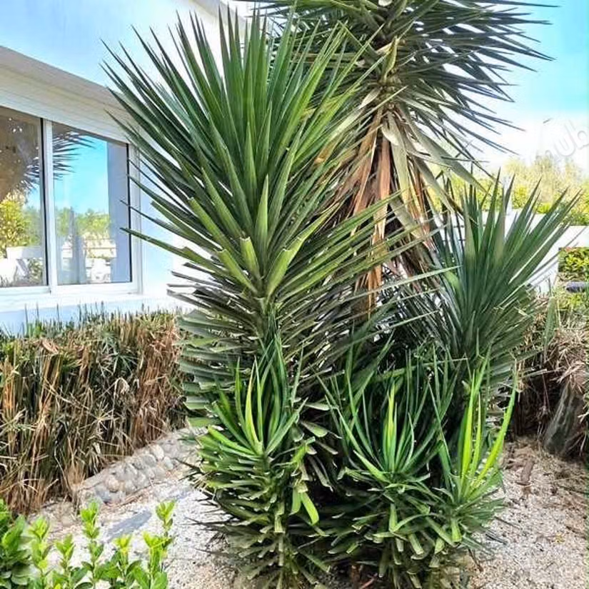 Villa à Louer de 243.0 m² à Dar Bouazza,
Tamaris2