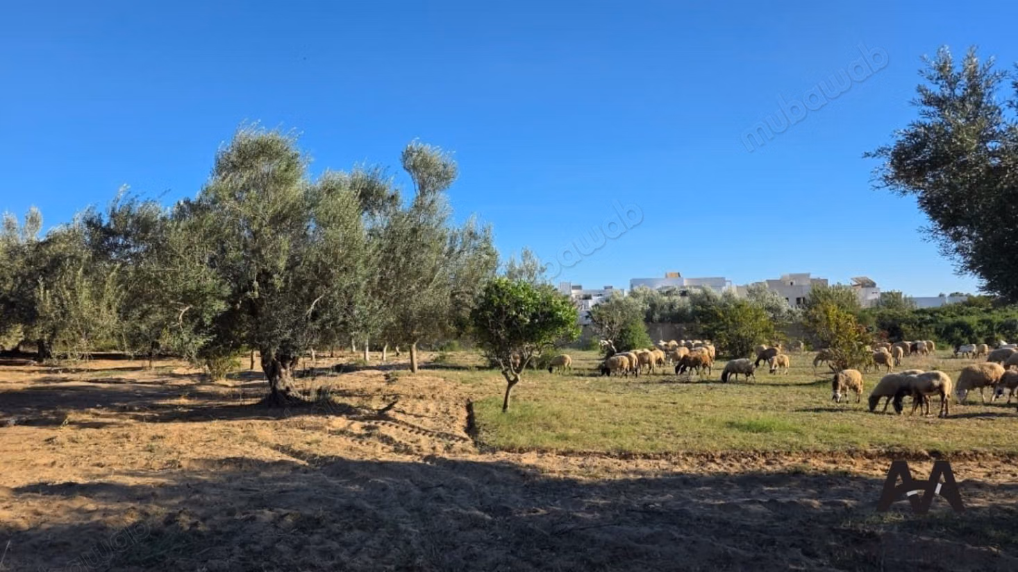 Terreno Agricolo 4.002 m² - Cité Mora Nabeul