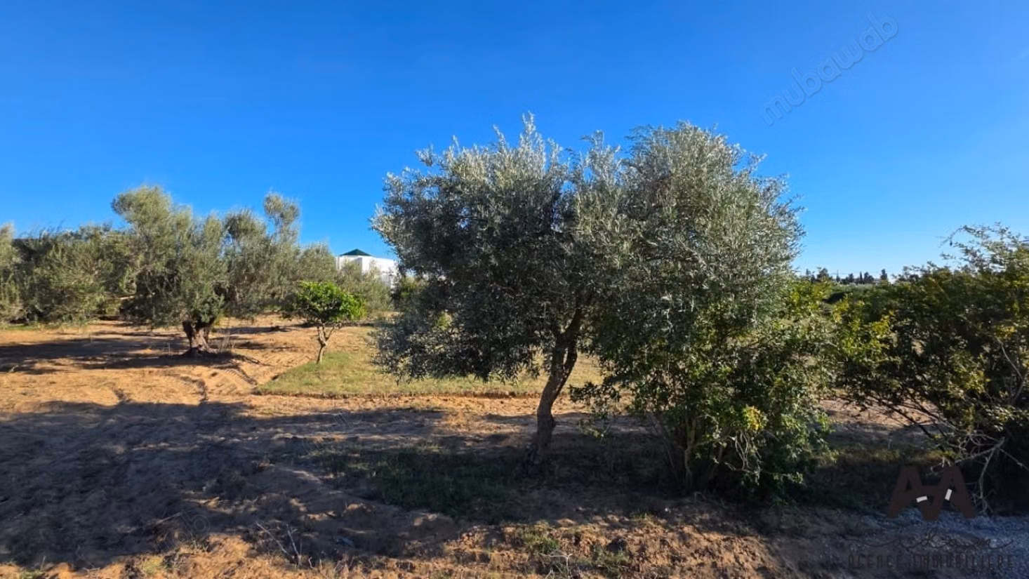 Terreno Agricolo 4.002 m² - Cité Mora Nabeul