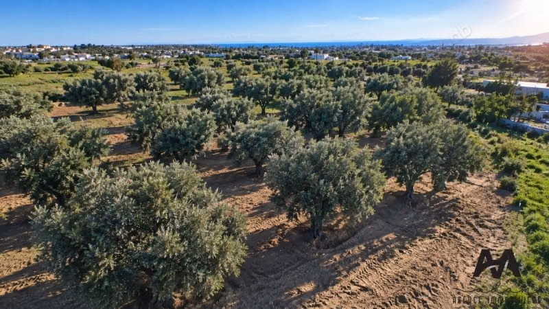 Terreno Agricolo 4.002 m² - Cité Mora Nabeul