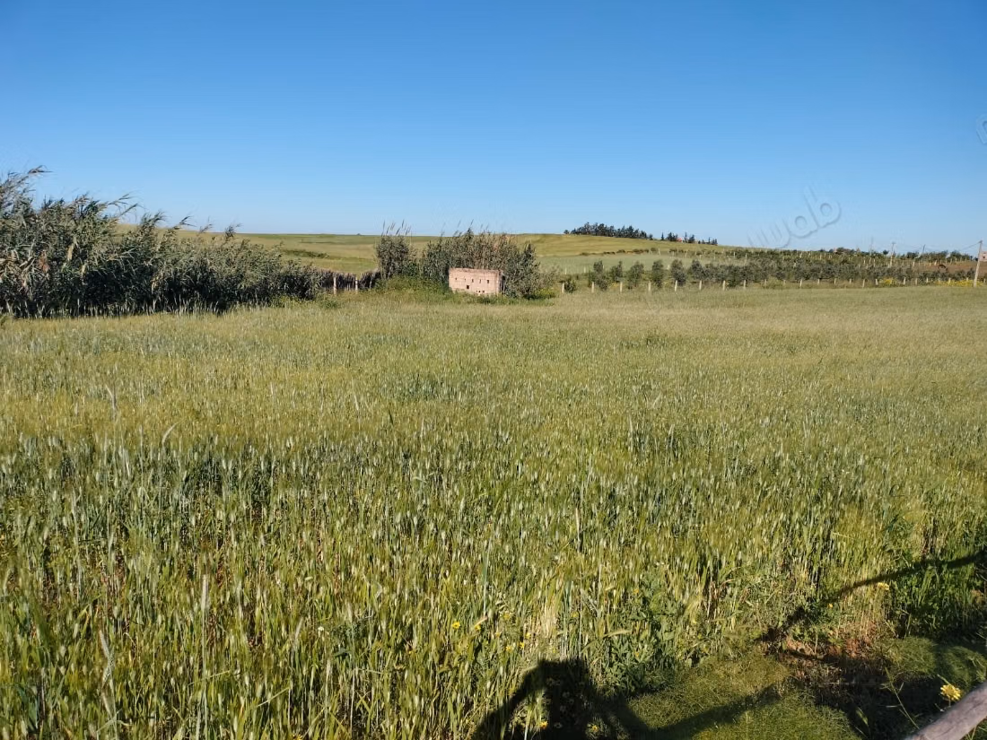 Terrain à louer à Tiflet. Superficie 50 000 m²