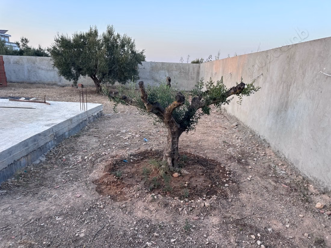 Terrain à vendre à Hammamet Sud. 
Superficie 700 m²