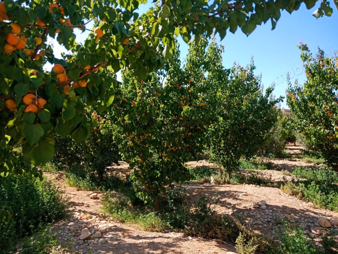 Terrain agricole titré a vendre