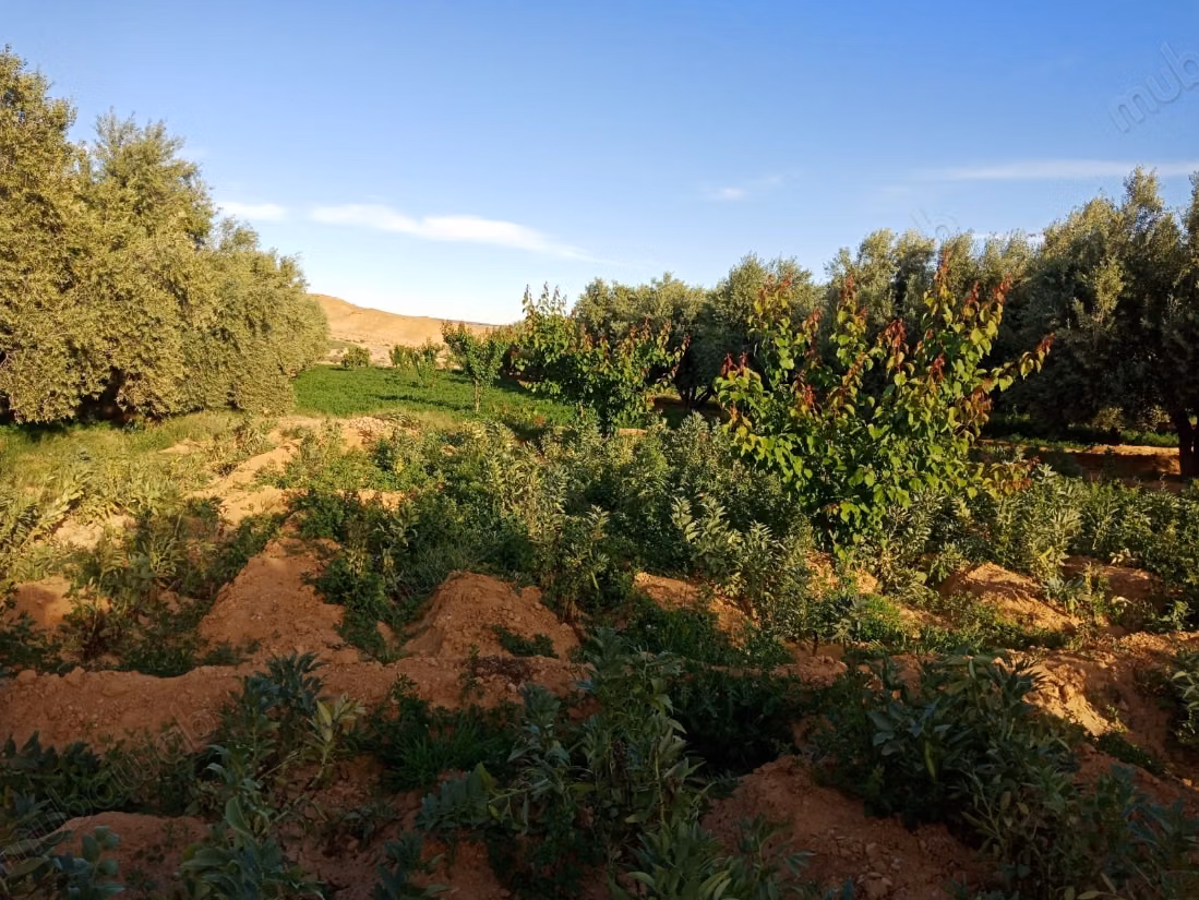 Terrain agricole titré a vendre