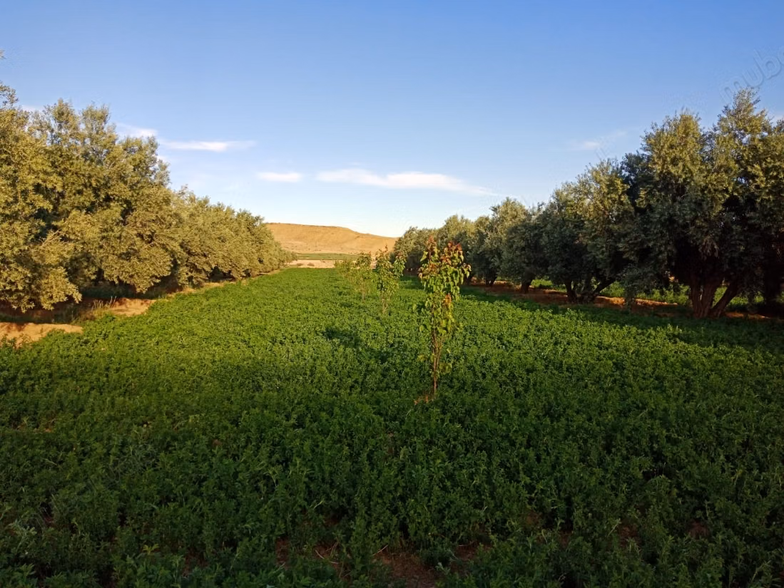 Terrain agricole titré a vendre