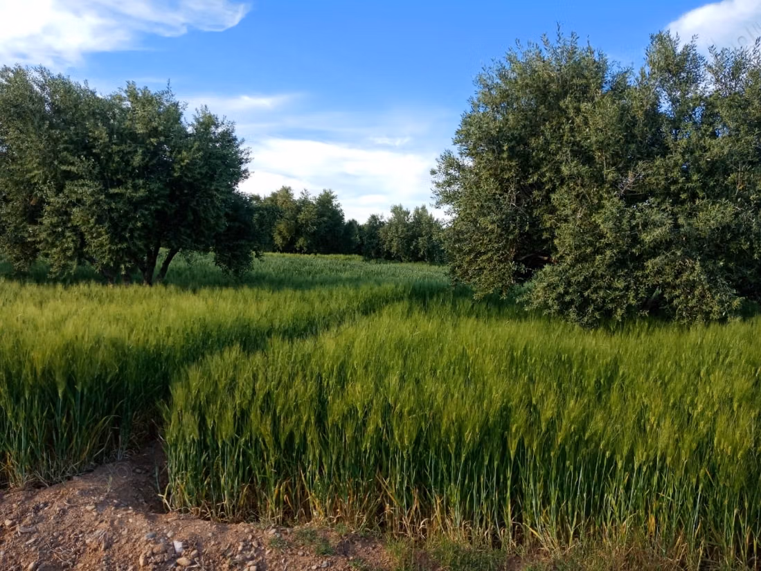 Terrain agricole titré a vendre