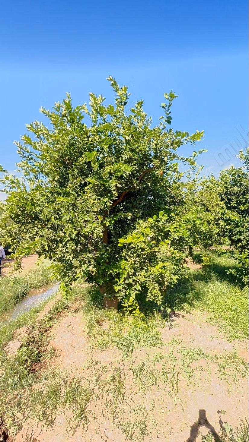 Ferme titrée 9,3 ha – Oliviers centenaires, orangers, 2 puits – Route de Targa
