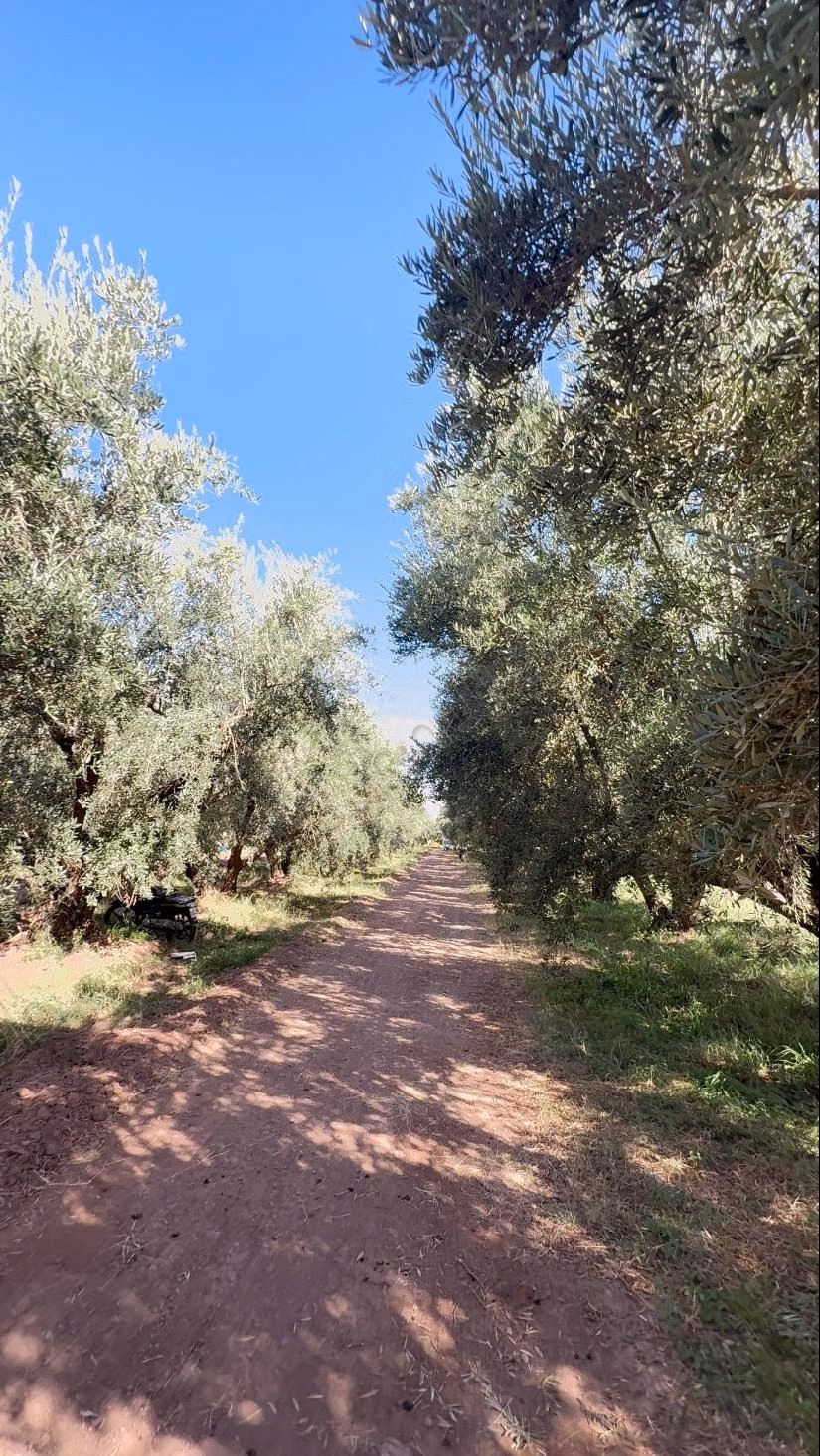 Ferme titrée 9,3 ha – Oliviers centenaires, orangers, 2 puits – Route de Targa