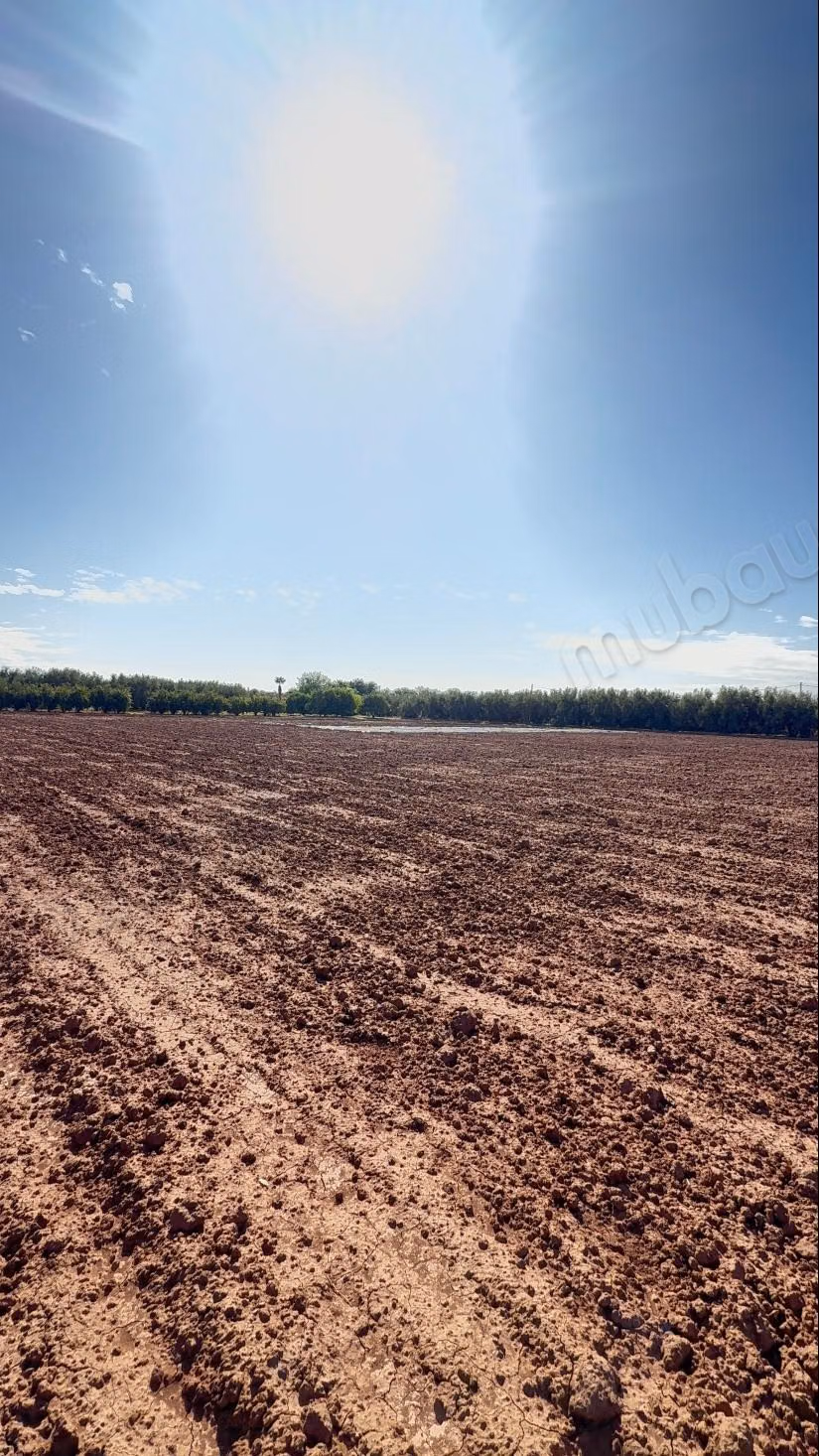 Ferme titrée 9,3 ha – Oliviers centenaires, orangers, 2 puits – Route de Targa