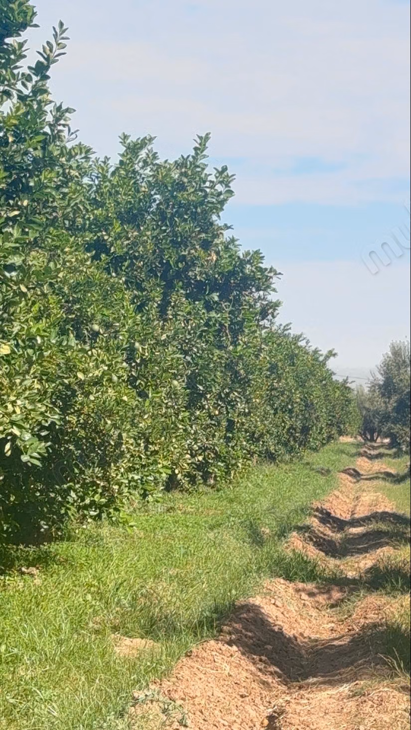 Ferme titrée 9,3 ha – Oliviers centenaires, orangers, 2 puits – Route de Targa