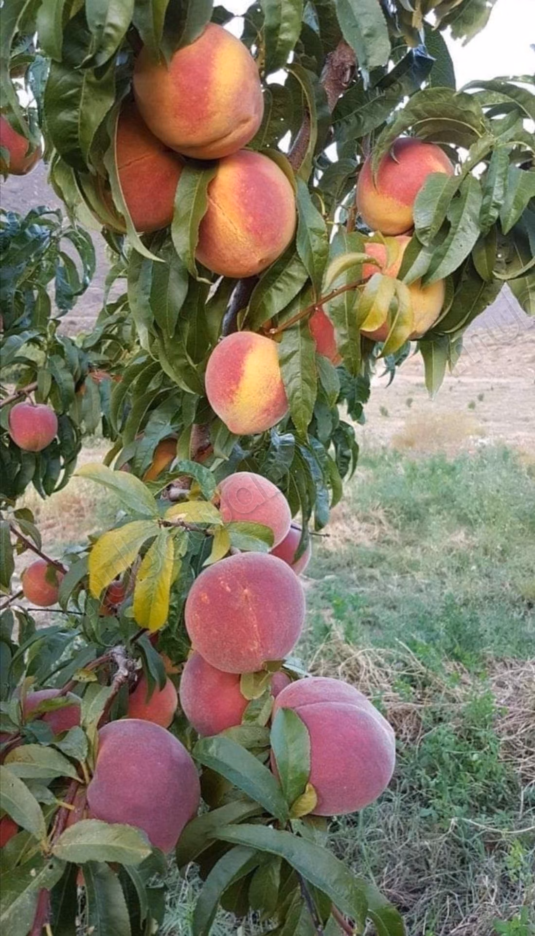 Belle ferme à vendre à Mi Bladen. Superficie 300 000 m²
