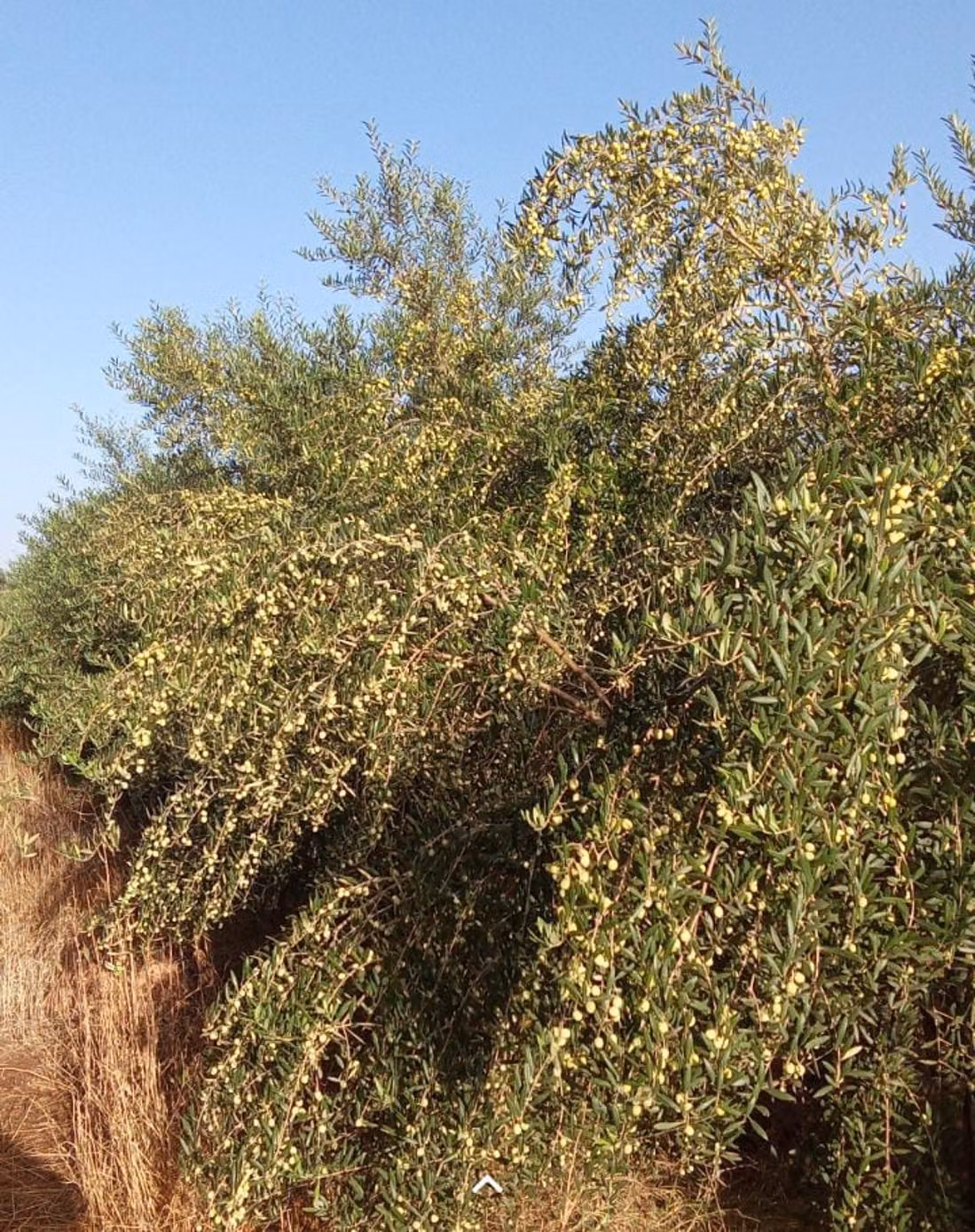 Jolie ferme à vendre à Ouled Dlim. Surface totale 11 m²
