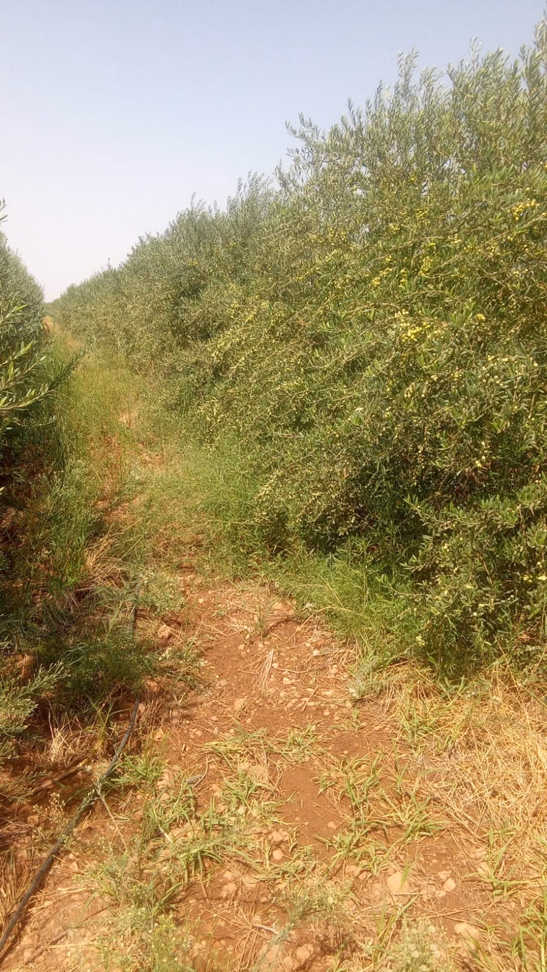 Jolie ferme à vendre à Ouled Dlim. Surface totale 11 m²