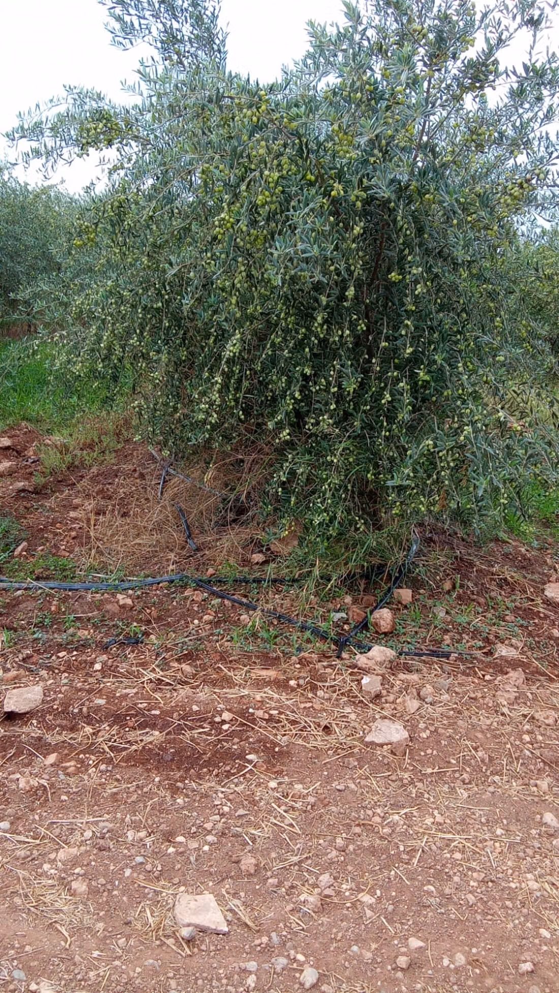 Jolie ferme à vendre à Ouled Dlim. Surface totale 11 m²