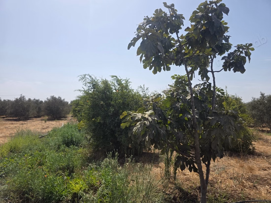 A vendre magnifique domaine agricole de 2 hectares