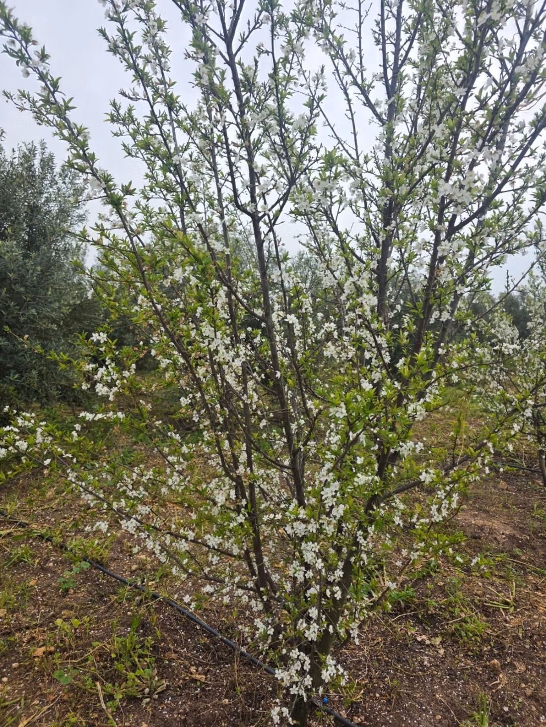 A vendre magnifique domaine agricole de 2 hectares