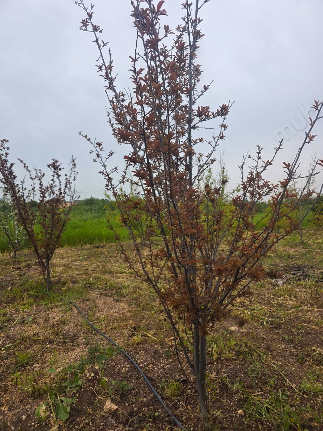 A vendre magnifique domaine agricole de 2 hectares