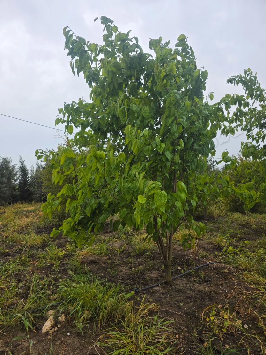 A vendre magnifique domaine agricole de 2 hectares