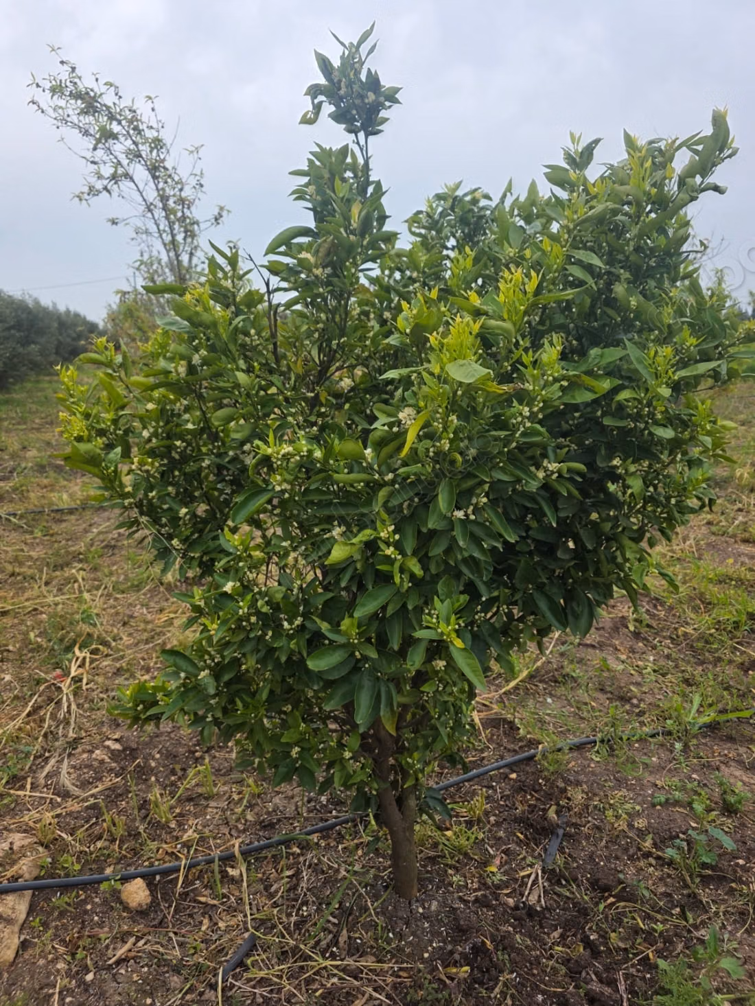 A vendre magnifique domaine agricole de 2 hectares