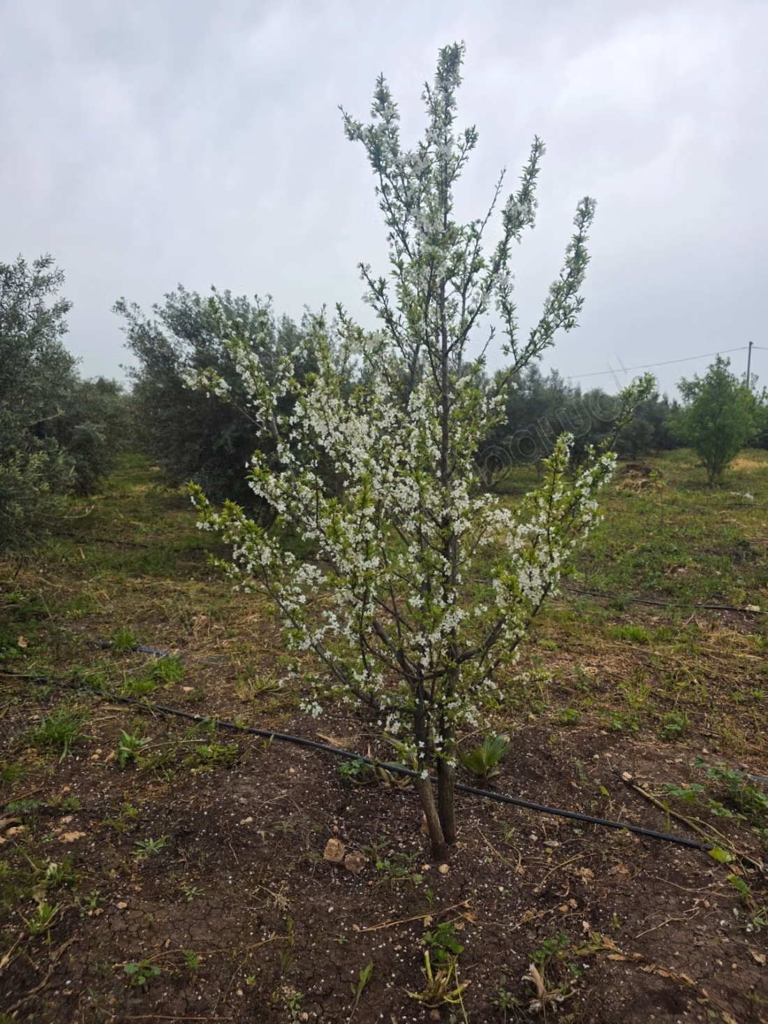 A vendre magnifique domaine agricole de 2 hectares