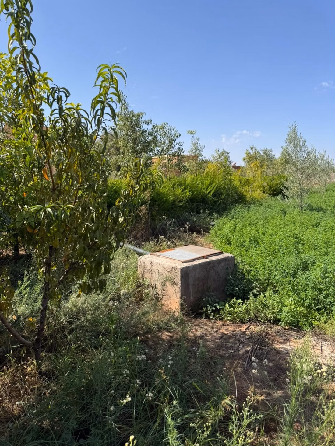 Ferme d’un hectare à vendre – Sidi Abdellah Ghiat, Km 23